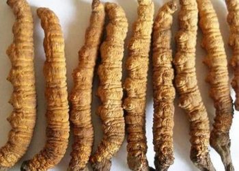 हिमालयन कीड़ाजड़ी : ऐसा क्या खास है इसमें जो बिकती है यह लाखों रुपए किलो