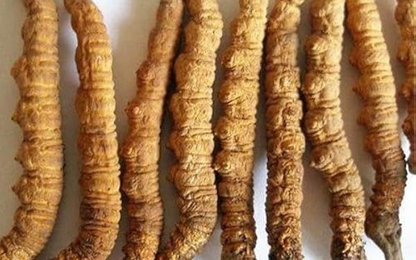 हिमालयन कीड़ाजड़ी : ऐसा क्या खास है इसमें जो बिकती है यह लाखों रुपए किलो