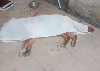हंगामा : इंसान सहित अब कुत्ते की मौत पर अस्पताल में हंगामा, फिर पुरानी कहानी डॉक्टर पर लगा लापरवाही का आरोप