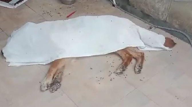 हंगामा : इंसान सहित अब कुत्ते की मौत पर अस्पताल में हंगामा, फिर पुरानी कहानी डॉक्टर पर लगा लापरवाही का आरोप