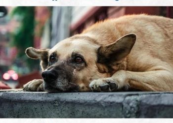 गुड न्यूज : दिल्ली जल्द बनेगा देश का पहला ‘स्ट्रीट डॉग फ्री’ शहर