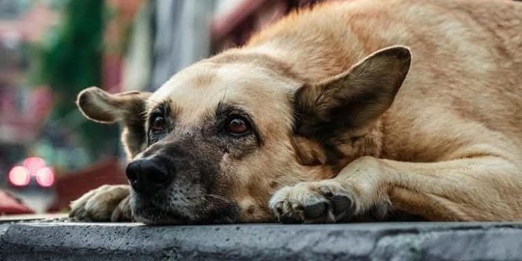 गुड न्यूज : दिल्ली जल्द बनेगा देश का पहला ‘स्ट्रीट डॉग फ्री’ शहर