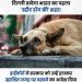 गुड न्यूज : दिल्ली जल्द बनेगा देश का पहला ‘स्ट्रीट डॉग फ्री’ शहर