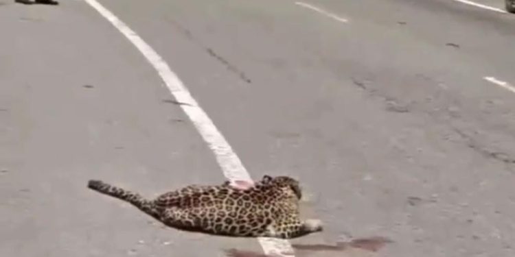 वीडियो : अज्ञात वाहन की चपेट में आया गुलदार, गंभीर रूप से घायल