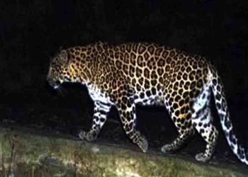 दुखद : घर के भीतर सो रही महिला को घसीट कर ले गया गुलदार, मौत