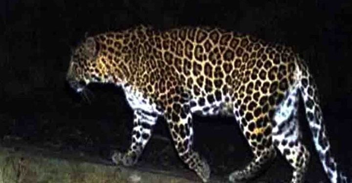 दुखद : घर के भीतर सो रही महिला को घसीट कर ले गया गुलदार, मौत