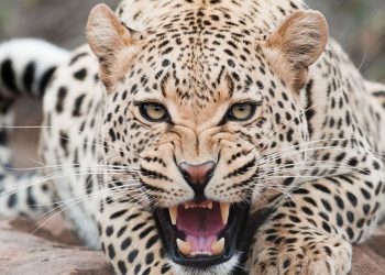 रूद्रप्रयाग : आदमखोर का आतंक जारी, तीसरी बार महिला बनी शिकार, मौत