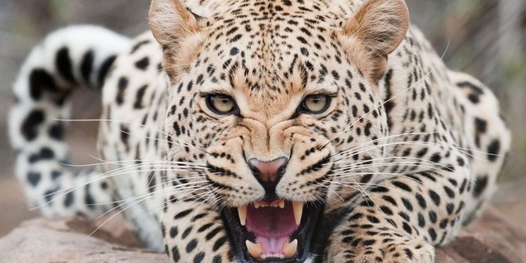 रूद्रप्रयाग : आदमखोर का आतंक जारी, तीसरी बार महिला बनी शिकार, मौत