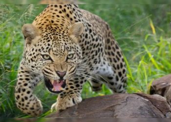 दहशत : दो अलग-अलग मामलों में गुलदार के हमले में युवक और महिला गंभीर घायल