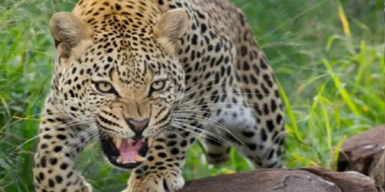 दहशत : दो अलग-अलग मामलों में गुलदार के हमले में युवक और महिला गंभीर घायल