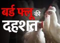 बड़ी खबर : यहां मुर्गियों में बर्ड फ्लू की पुष्टि, 1708 मुर्गियों को मार कर गहरे गड्ढे में दफनाया
