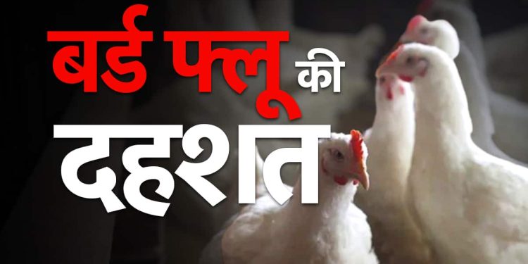बड़ी खबर : यहां मुर्गियों में बर्ड फ्लू की पुष्टि, 1708 मुर्गियों को मार कर गहरे गड्ढे में दफनाया