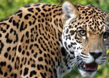 दुखद : 3 वर्षीय बालक को उठा ले गया गुलदार