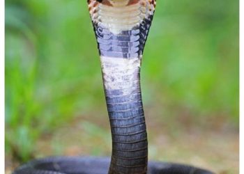 बड़ी खबर : जहर का करोबार, 70 जहरीले कोबरा सहित 16 रसल वाइपर बरामद