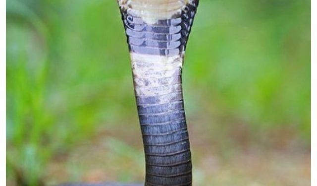 बड़ी खबर : जहर का करोबार, 70 जहरीले कोबरा सहित 16 रसल वाइपर बरामद