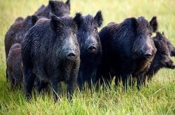 दुखद : दिन बंदर और रात सूअर उजाड़ रहे फसल, किसान छोड़ रहे खेती