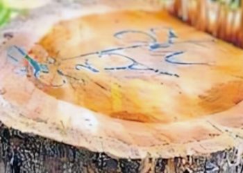 बेखौफ तस्कर : सागौन के हरे पेड़ काटे, ठूंठ पर लिख गए “अभी तो ये ट्रेलर है”