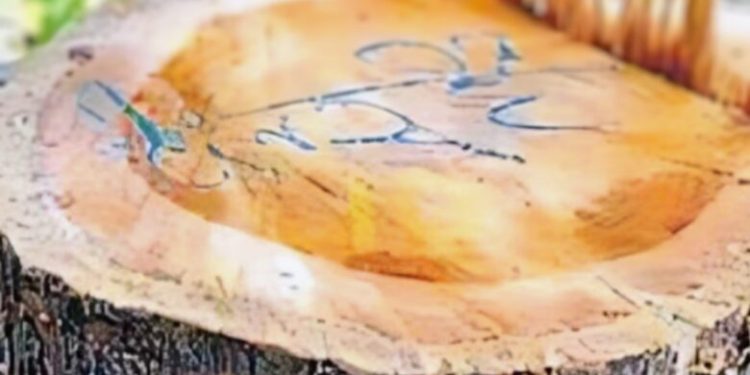 बेखौफ तस्कर : सागौन के हरे पेड़ काटे, ठूंठ पर लिख गए “अभी तो ये ट्रेलर है”