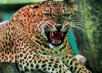 रुद्रप्रयाग : गुलदार की दहशत के चलते वन विभाग की निगरानी में जा रहे बच्चे स्कूल