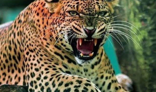 रुद्रप्रयाग : गुलदार की दहशत के चलते वन विभाग की निगरानी में जा रहे बच्चे स्कूल