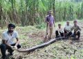 बड़ी खबर : 12 फीट लंबे अजगर के हमले में वनकर्मी घायल
