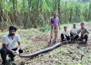 बड़ी खबर : 12 फीट लंबे अजगर के हमले में वनकर्मी घायल