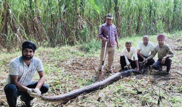 बड़ी खबर : 12 फीट लंबे अजगर के हमले में वनकर्मी घायल