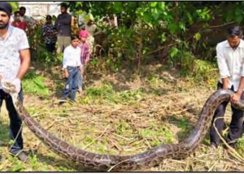 बड़ी खबर : घर के आंगन में आया 17 फीट लंबा अजगर, मचा हड़कंप