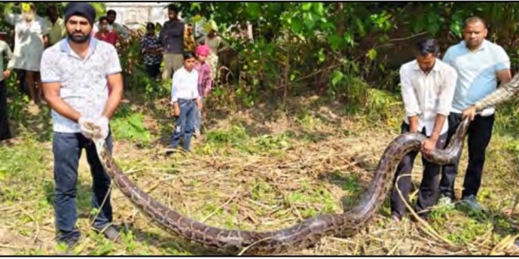 बड़ी खबर : घर के आंगन में आया 17 फीट लंबा अजगर, मचा हड़कंप