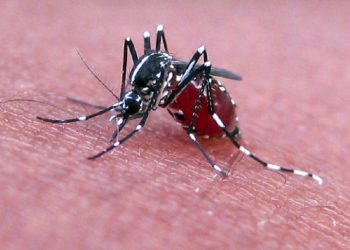 बड़ी खबर : दीपावली निपटते ही डेंगू का अटैक, कई पुलिसकर्मी भी संक्रमित