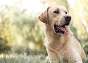 अजब गजब : एक कुत्ते के दो मालिकों में हुआ विवाद, दिमाग घुमा देगी यह खबर