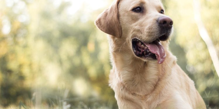 अजब गजब : एक कुत्ते के दो मालिकों में हुआ विवाद, दिमाग घुमा देगी यह खबर