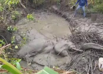 दुखद : यहां ट्रेन की चपेट में आने से हाथी संग हुआ हादसा, एक दांत टूटने के साथ जीभ कट गई और पिछले दोनों पैर गंभीर जख्मी