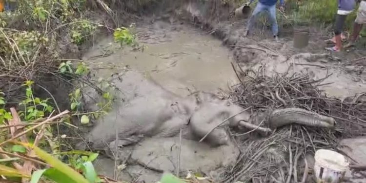 दुखद : यहां ट्रेन की चपेट में आने से हाथी संग हुआ हादसा, एक दांत टूटने के साथ जीभ कट गई और पिछले दोनों पैर गंभीर जख्मी