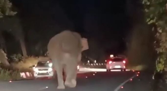 बड़ी खबर : मॉर्निंग वॉक पर गए बुजुर्ग पर हाथी ने किया हमला, गंभीर घायल