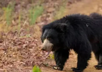 दुखद : खेत में काम कर रही महिला को भालू ने मार डाला