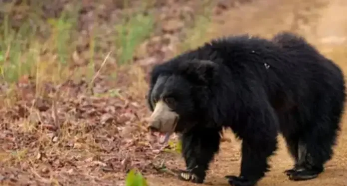 दुखद : खेत में काम कर रही महिला को भालू ने मार डाला