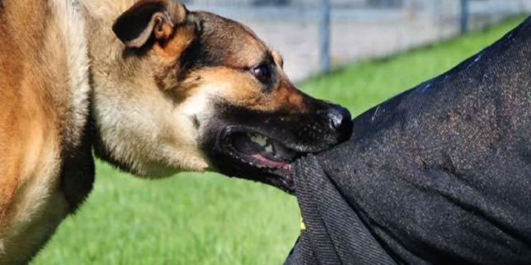 दुखद : बच्चे को कुत्ते ने नोचा, बचाने आई मां को भी काट डाला