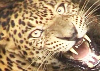 आदमखोर का आतंक : घास काट रही महिला को बनाया शिकार, हुई मौत