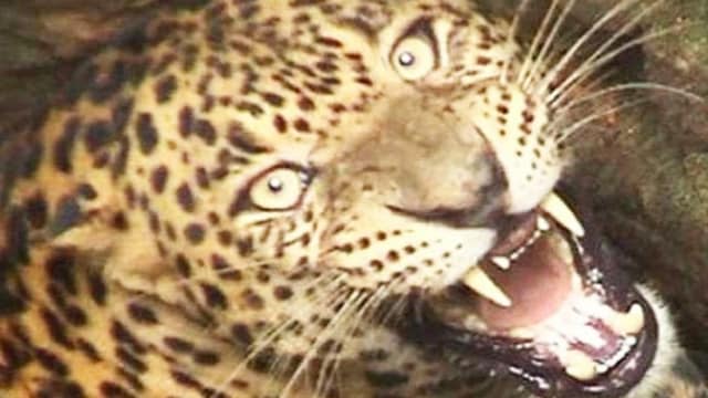 आदमखोर का आतंक : घास काट रही महिला को बनाया शिकार, हुई मौत