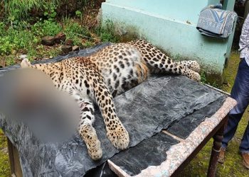 ब्रेकिंग : पौड़ी के आदमखोर गुलदार को शिकारियों ने मार गिराया।