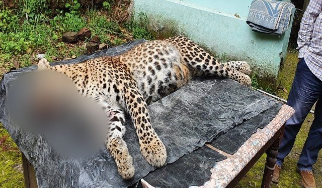 ब्रेकिंग : पौड़ी के आदमखोर गुलदार को शिकारियों ने मार गिराया।