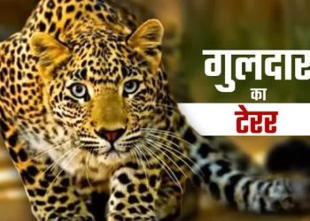 आदमखोर : आंगनबाड़ी केंद्र से लौट रहे 4 वर्षीय बालक पर गुलदार का हमला
