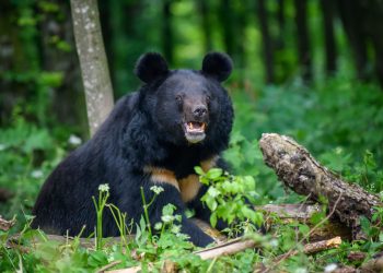 दहशत : वन विभाग की रेंज के पास देखा गया भालू, ग्रामीणों में डर का माहौल