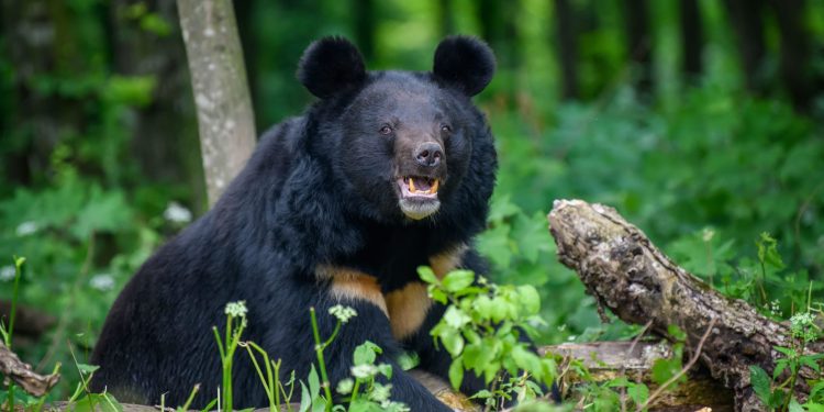 दहशत : वन विभाग की रेंज के पास देखा गया भालू, ग्रामीणों में डर का माहौल