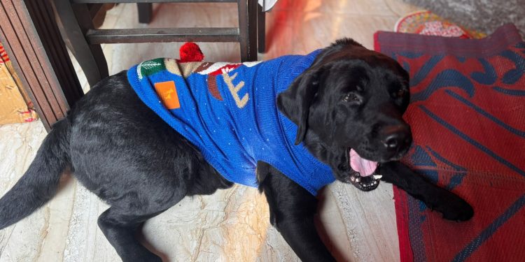 ऋषिकेश : 7 साल के कुत्ते की ले ली पशु अस्पताल ने जान, चतुर्थ श्रेणी के कर्मचारी ने लगा दिए चार इन्जेकशन