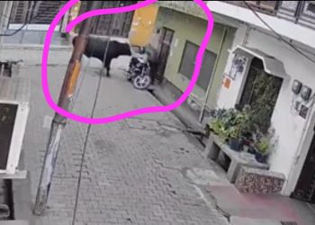 देखें वीडियो : सांड को पत्थर मारना बुजुर्ग को पड़ा महंगा,