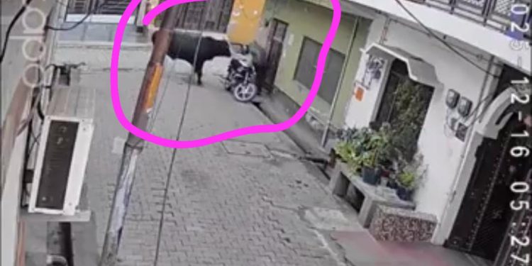 देखें वीडियो : सांड को पत्थर मारना बुजुर्ग को पड़ा महंगा,