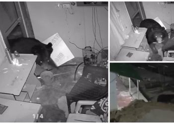 दहशत पार्ट-6 : अब रूद्रप्रयाग मे भालू की दहशत बरकरार, यात्रा मार्ग पर दुकान तोड़कर घुसा