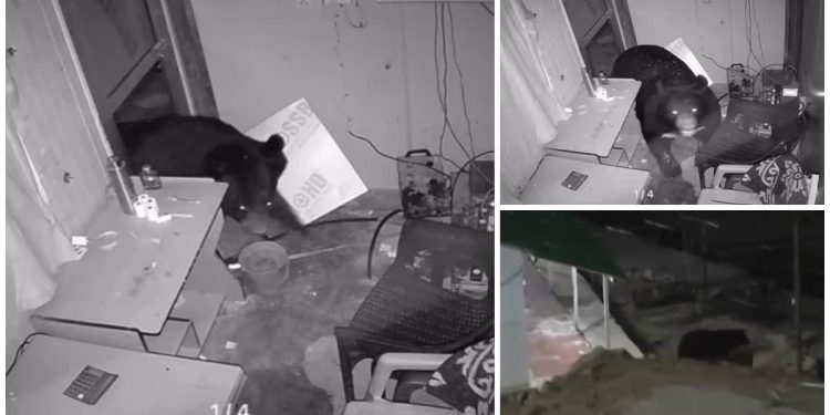 दहशत पार्ट-6 : अब रूद्रप्रयाग मे भालू की दहशत बरकरार, यात्रा मार्ग पर दुकान तोड़कर घुसा